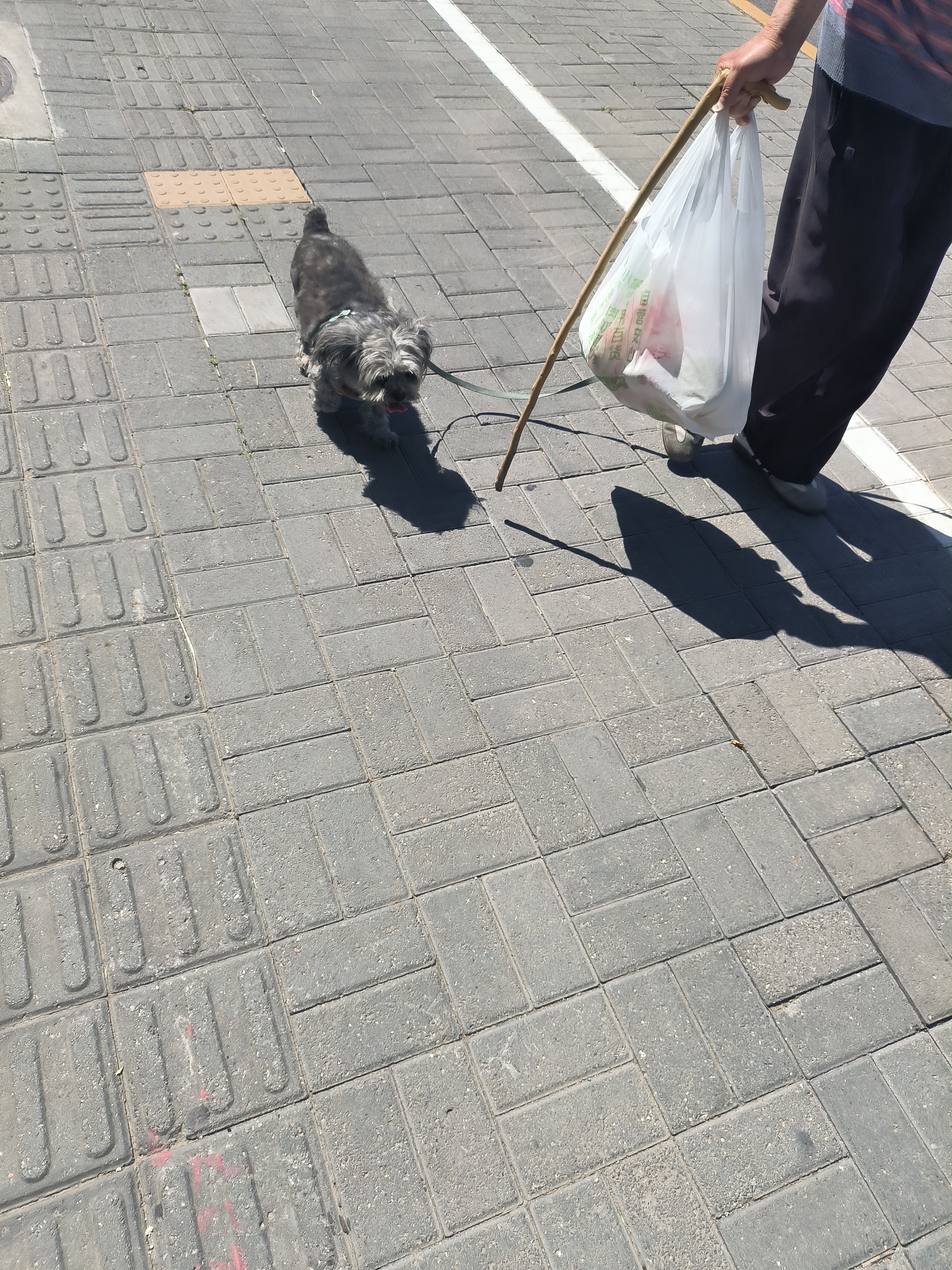 Happy and cute dog in the scorching heat