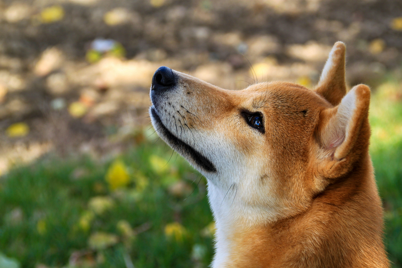 投资柴犬