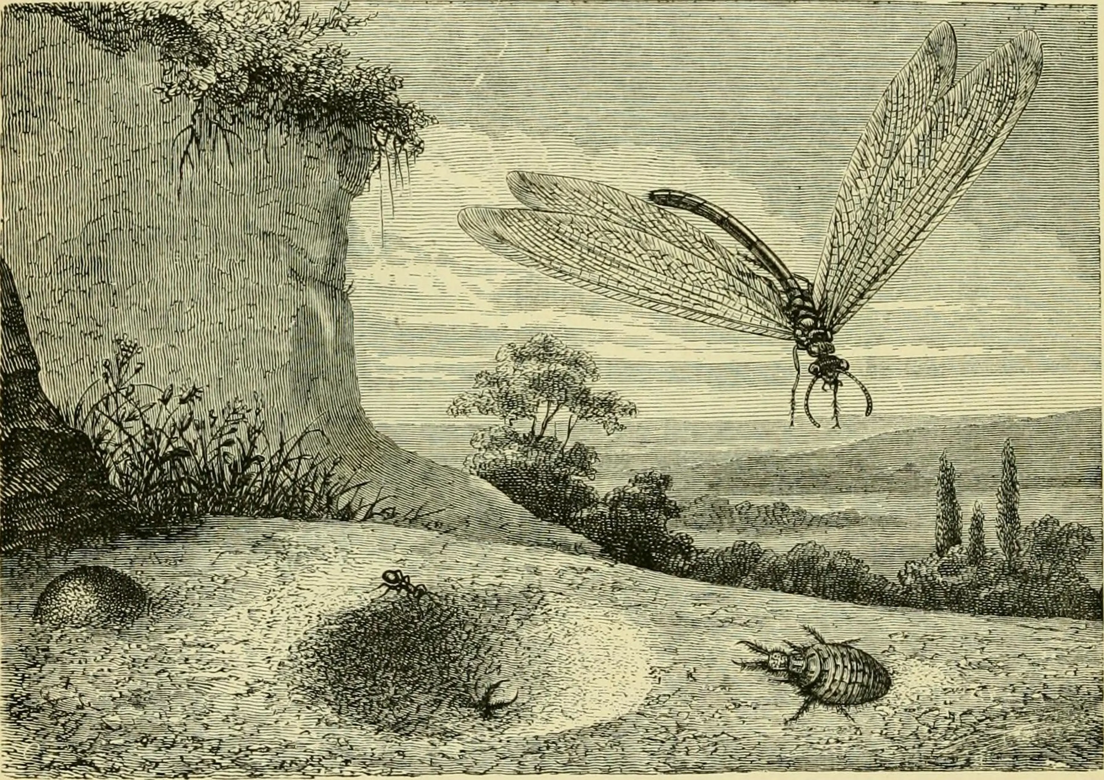 File: The transformations (or metamorphoses) of insects (Insecta, Myriapoda, Arachnida, and Crustacea)