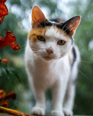 photo by Anthony Persegol(https://unsplash.com/@moanarchives?utm_source=templater_proxy&utm_medium=referral&fit=crop&mask=corners) on Unsplash
