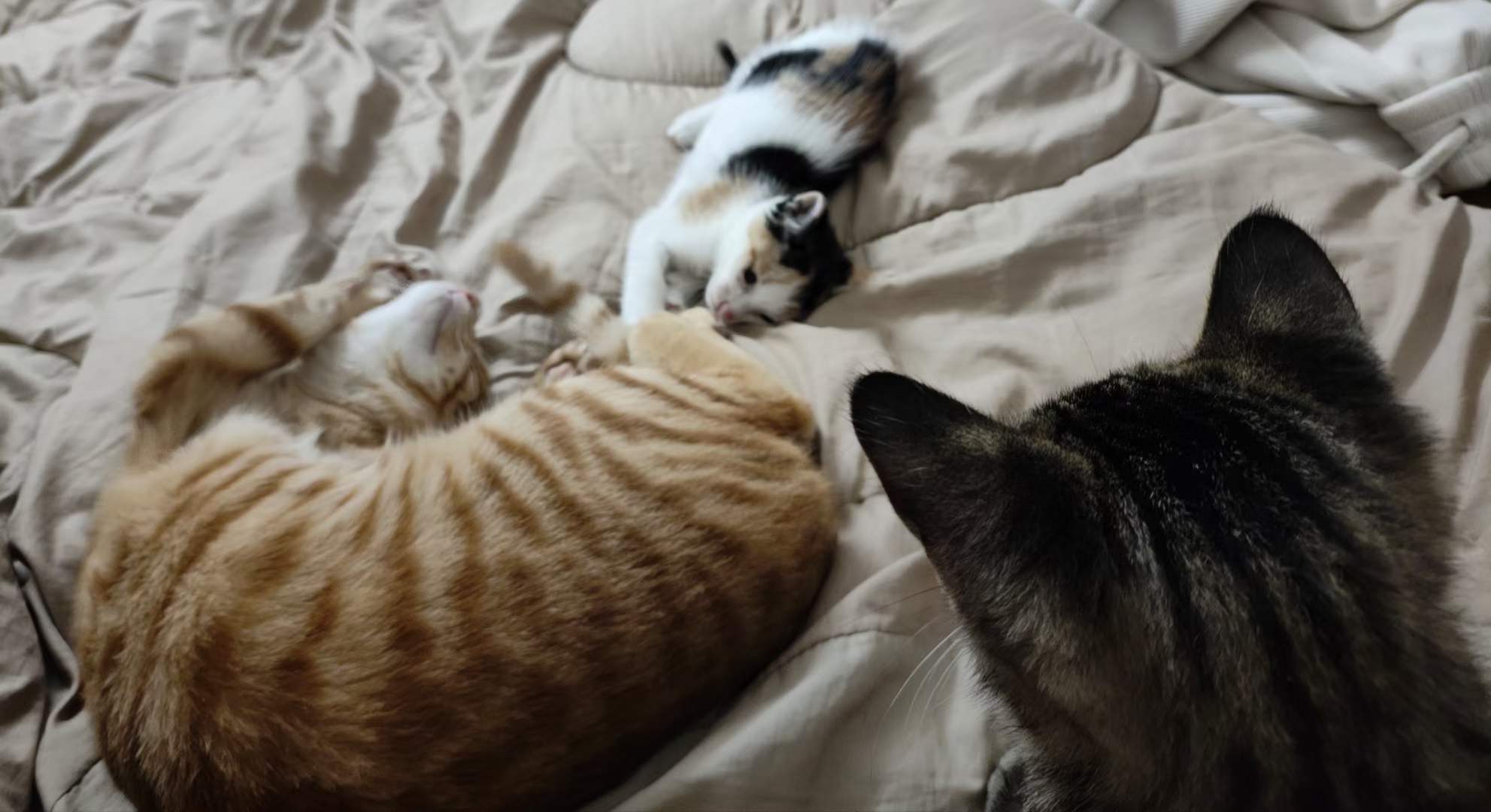 bf8f8472daddd7865209ee4d2133b17a