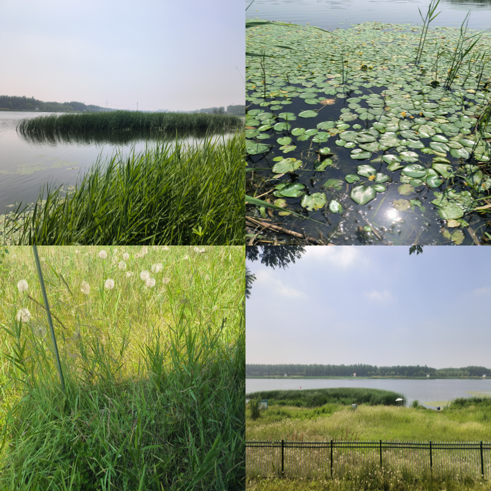 The environment is good, the garbage has been cleaned up!