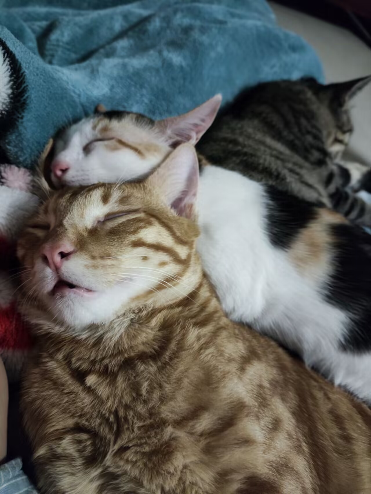 11d4f9fdc93532a090f5ee91a7e8b4bd_720