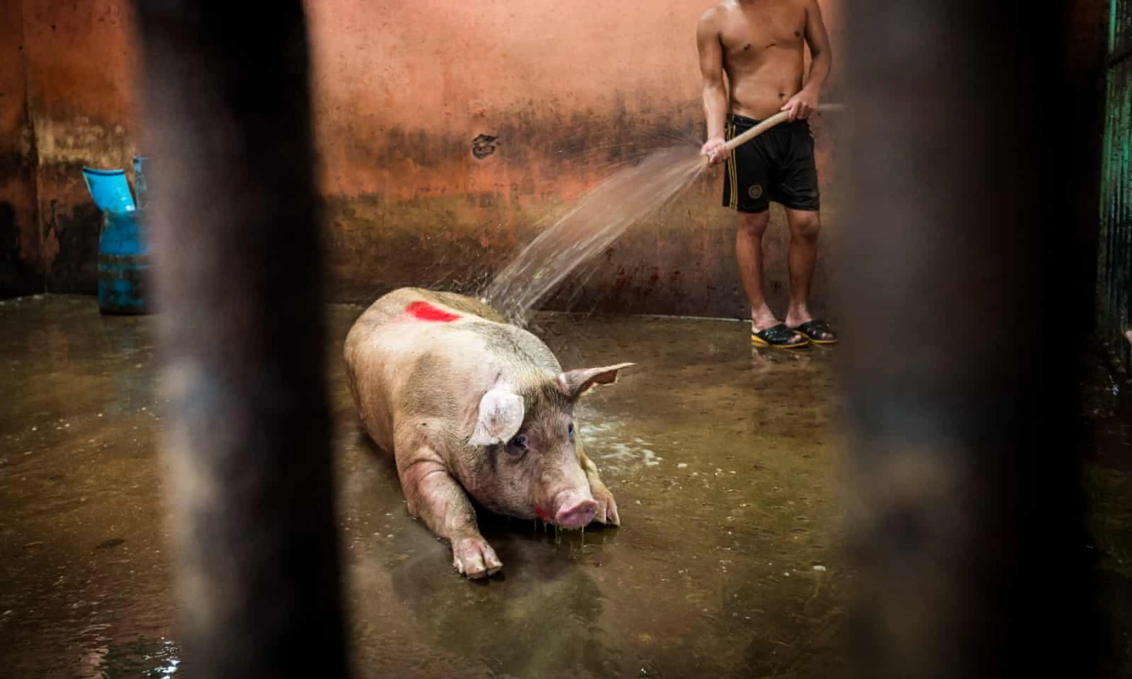 Death by clubbing: the brutality of Thailand's pig slaughterhouses