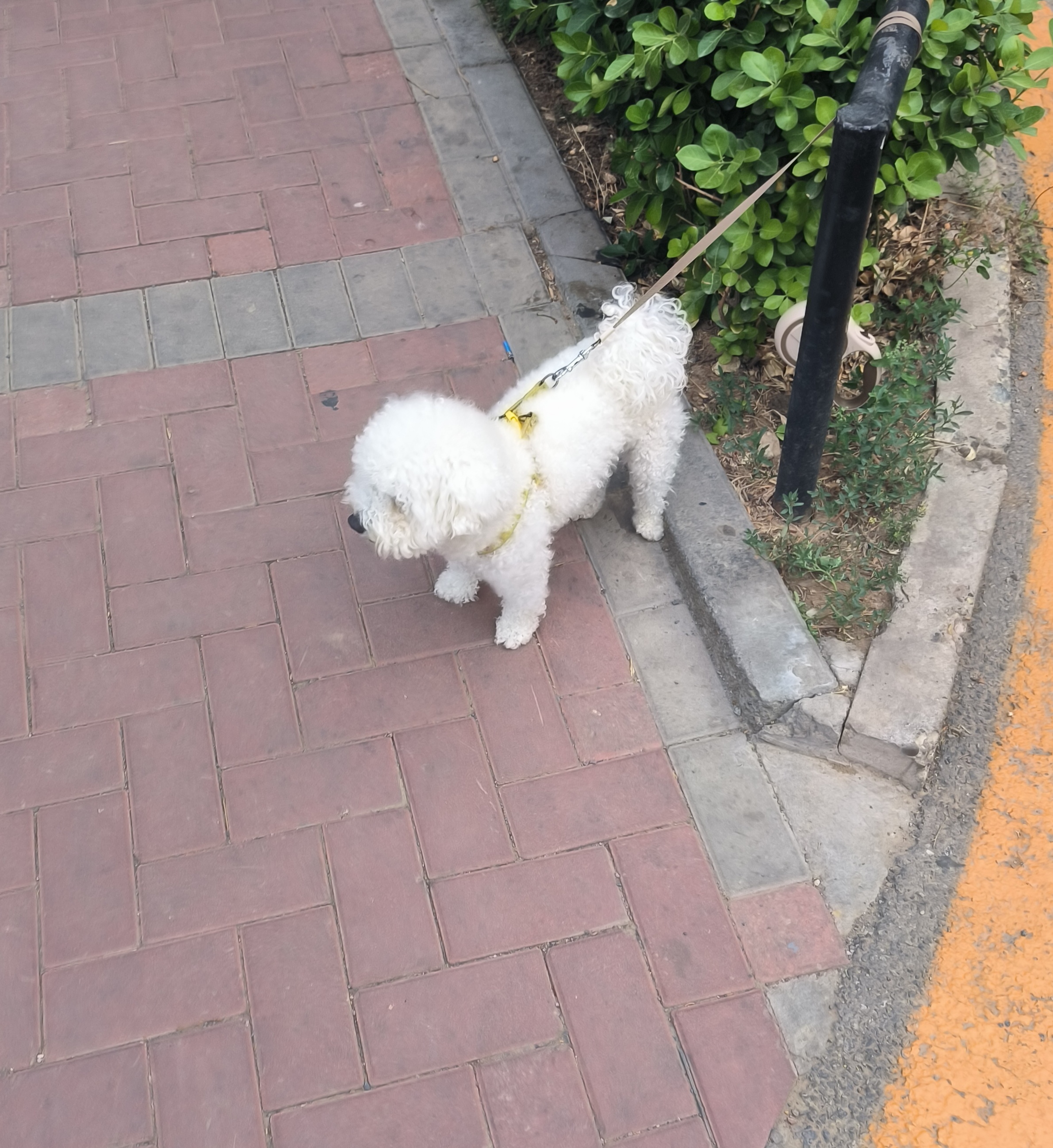 Cute dog, I took a picture of him with his owner behind