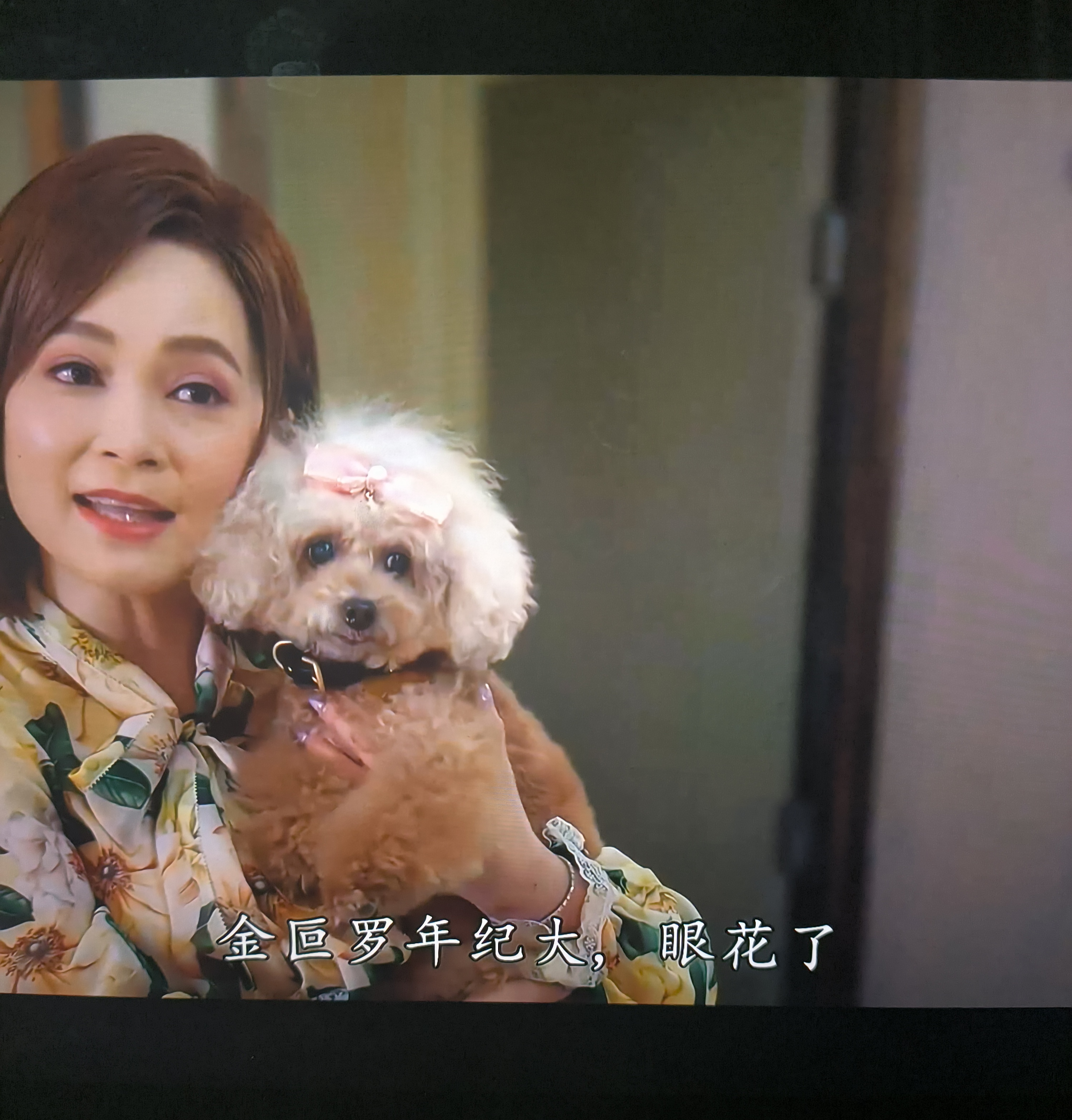 Little dog called Jinpoluo