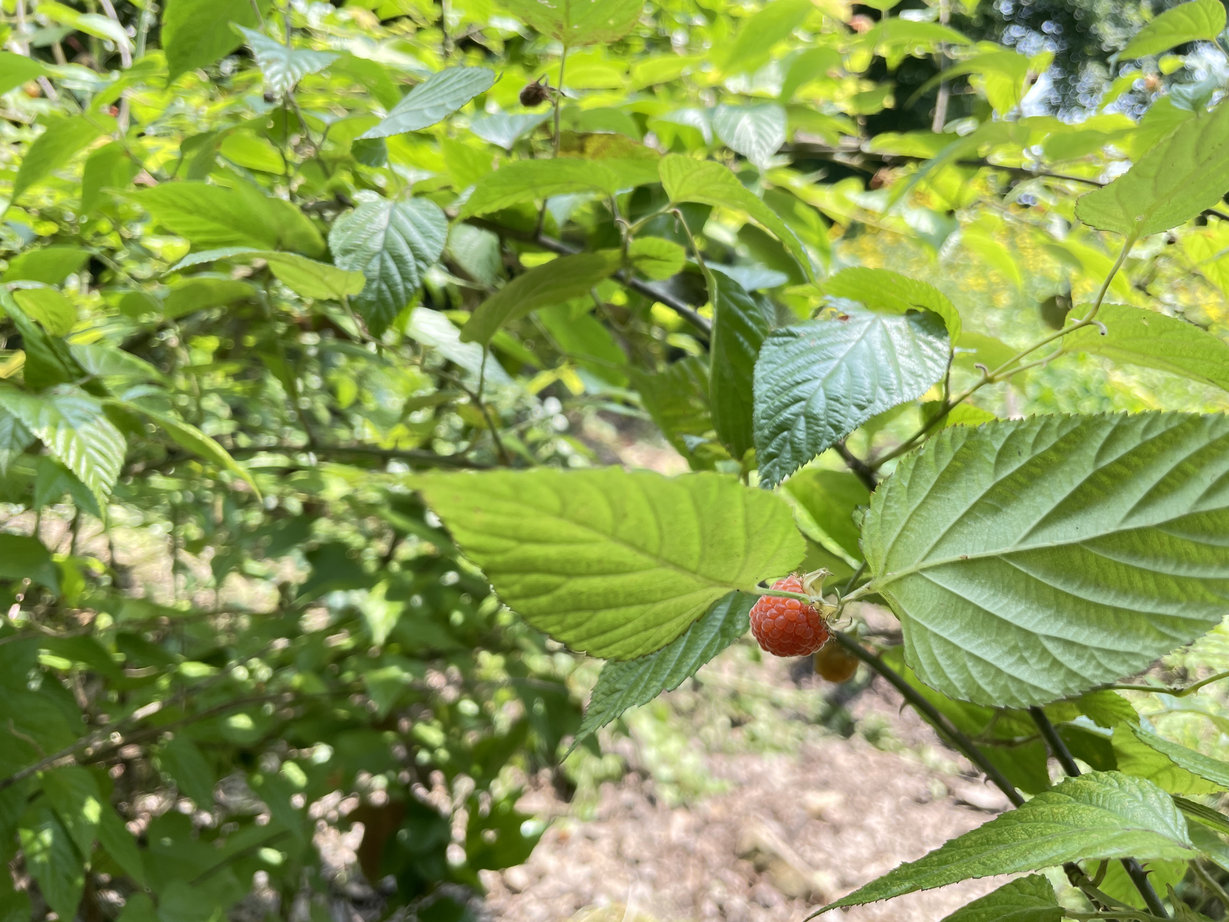 2061683157705_.pic_hd