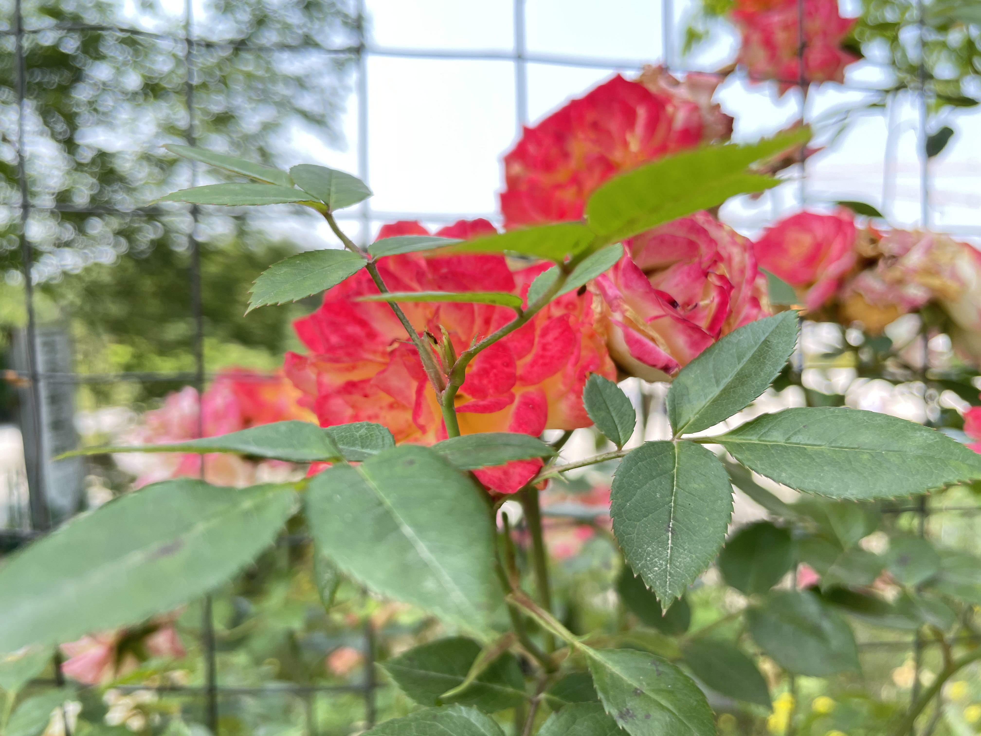 2011683157678_.pic_hd