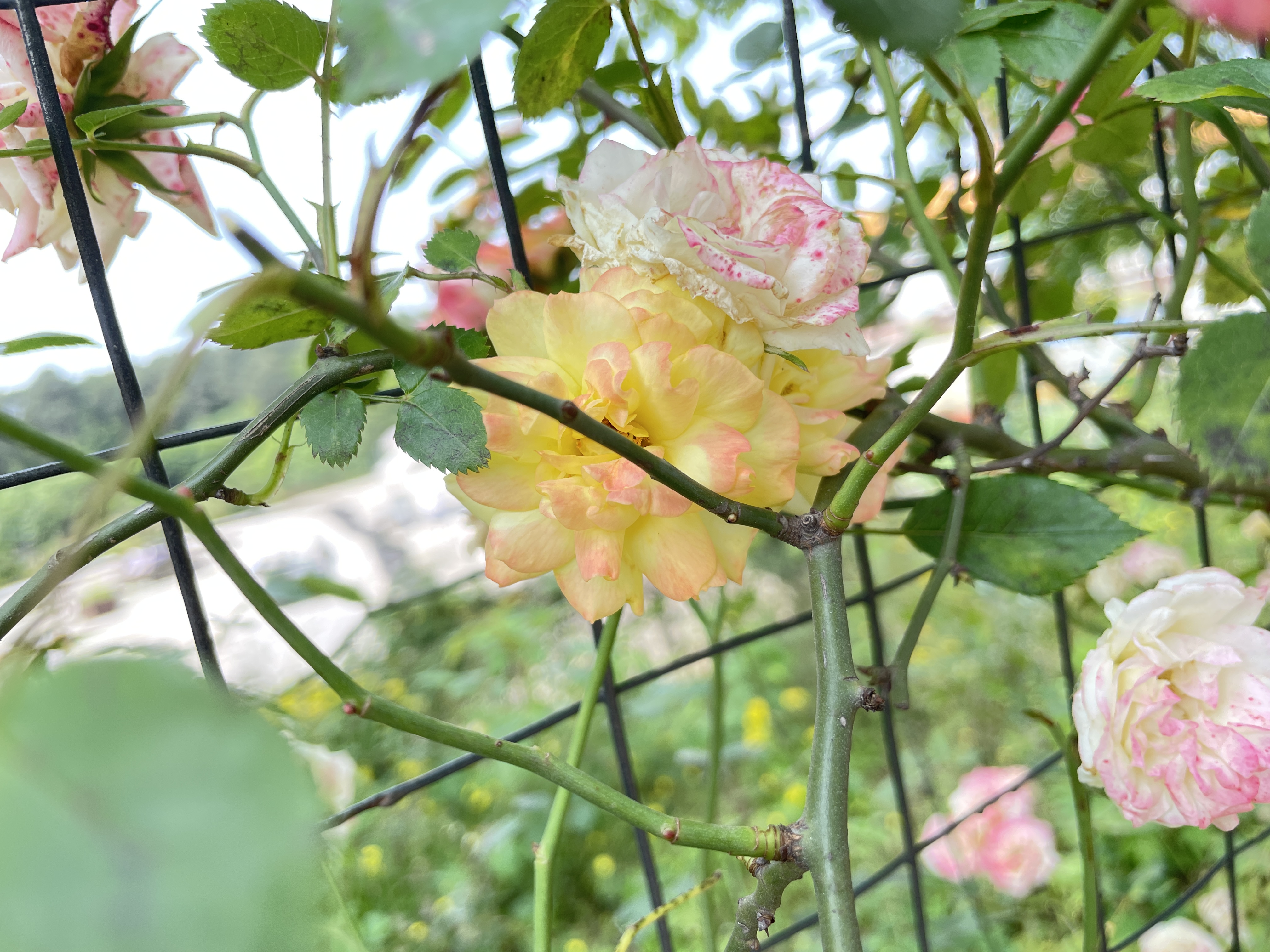 2021683157683_.pic_hd