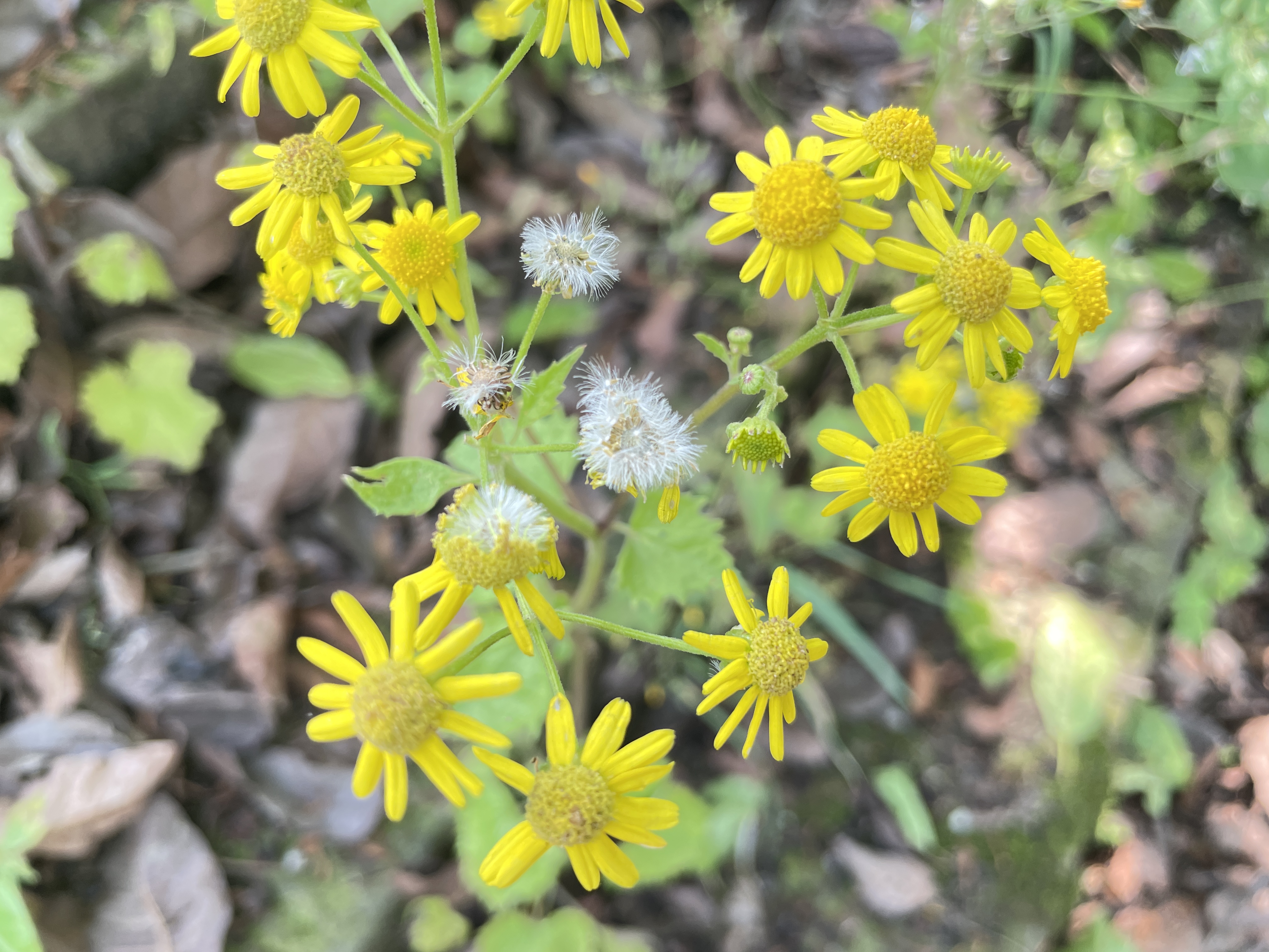 2001683157673_.pic_hd