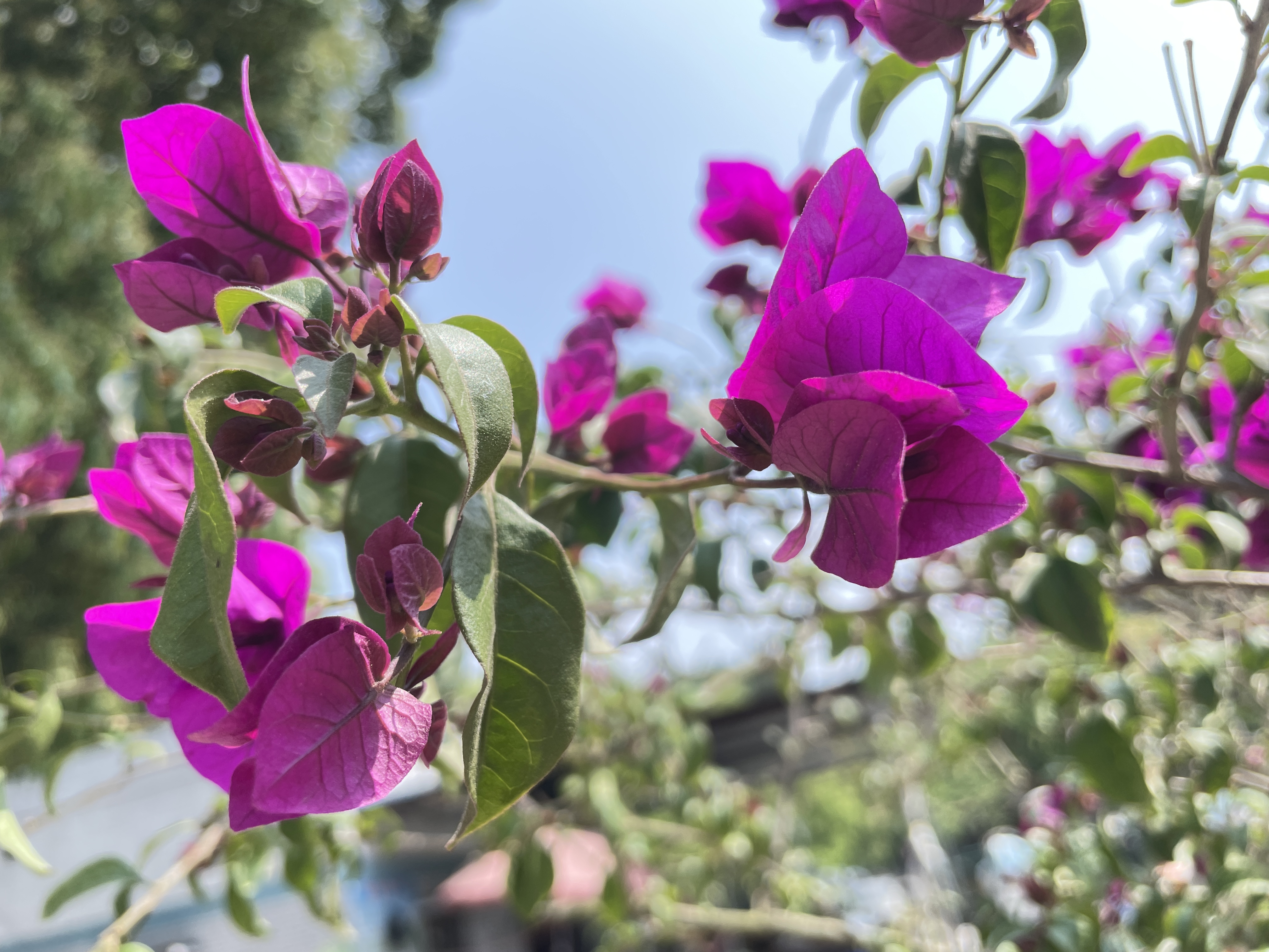 2041683157693_.pic_hd