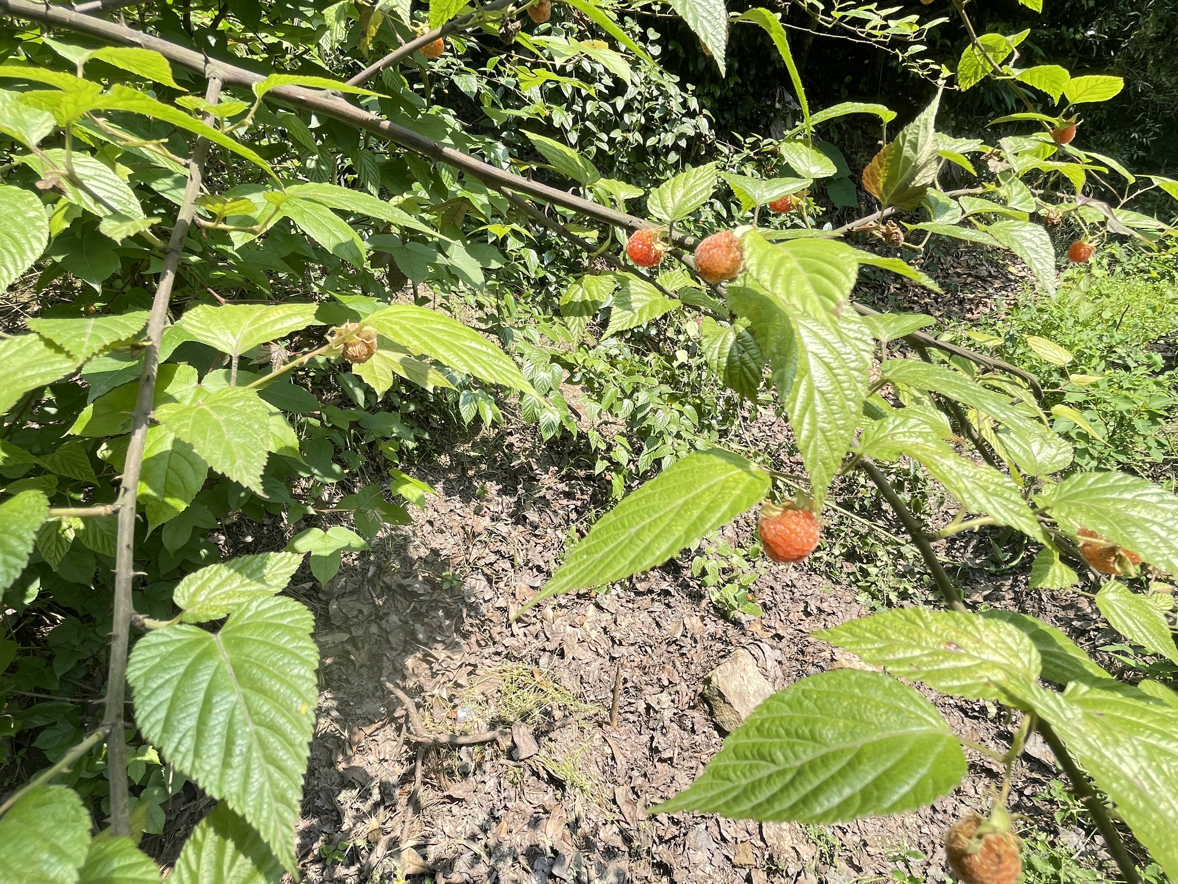 2071683157716_.pic_hd