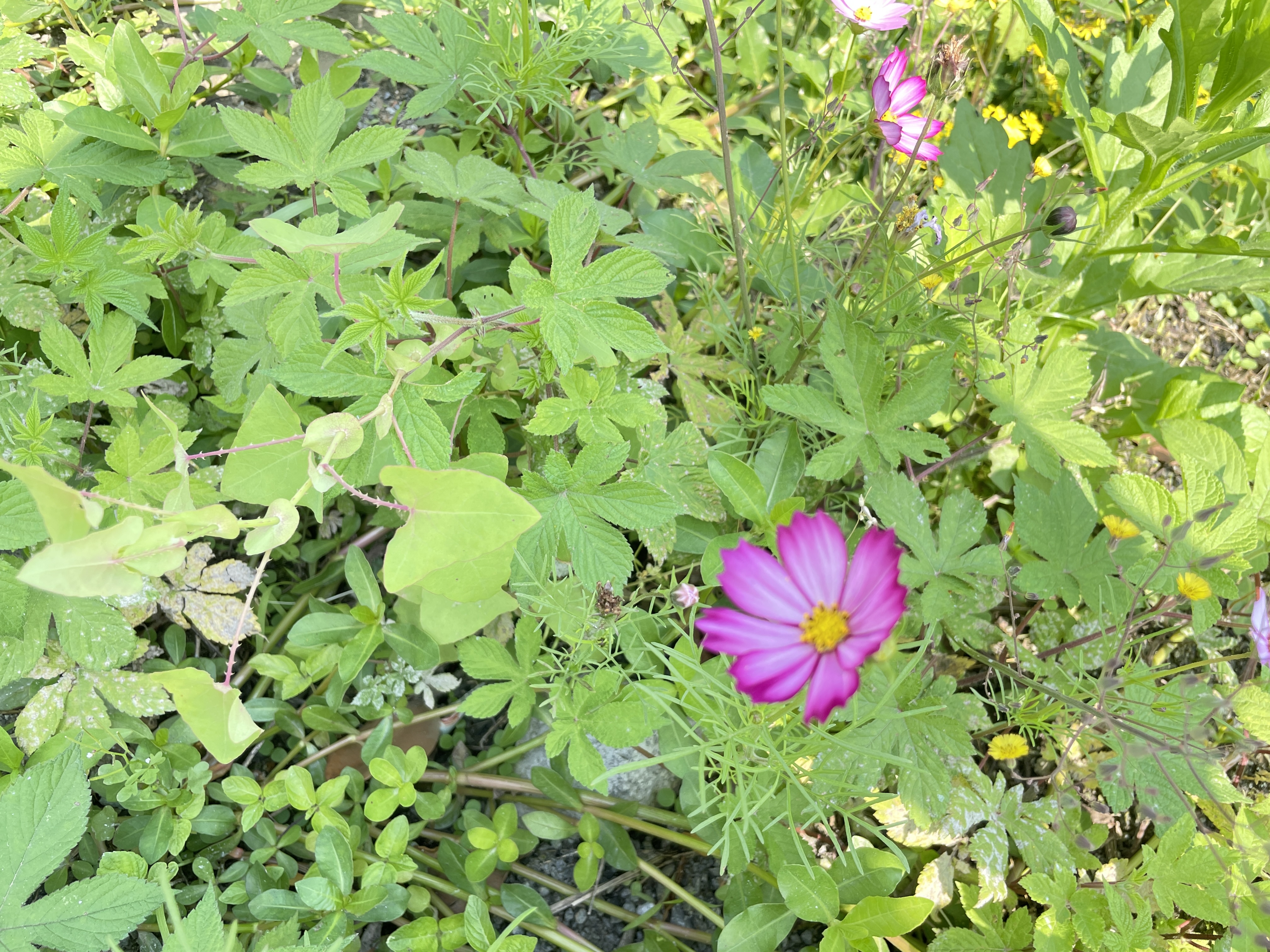 2051683157699_.pic_hd