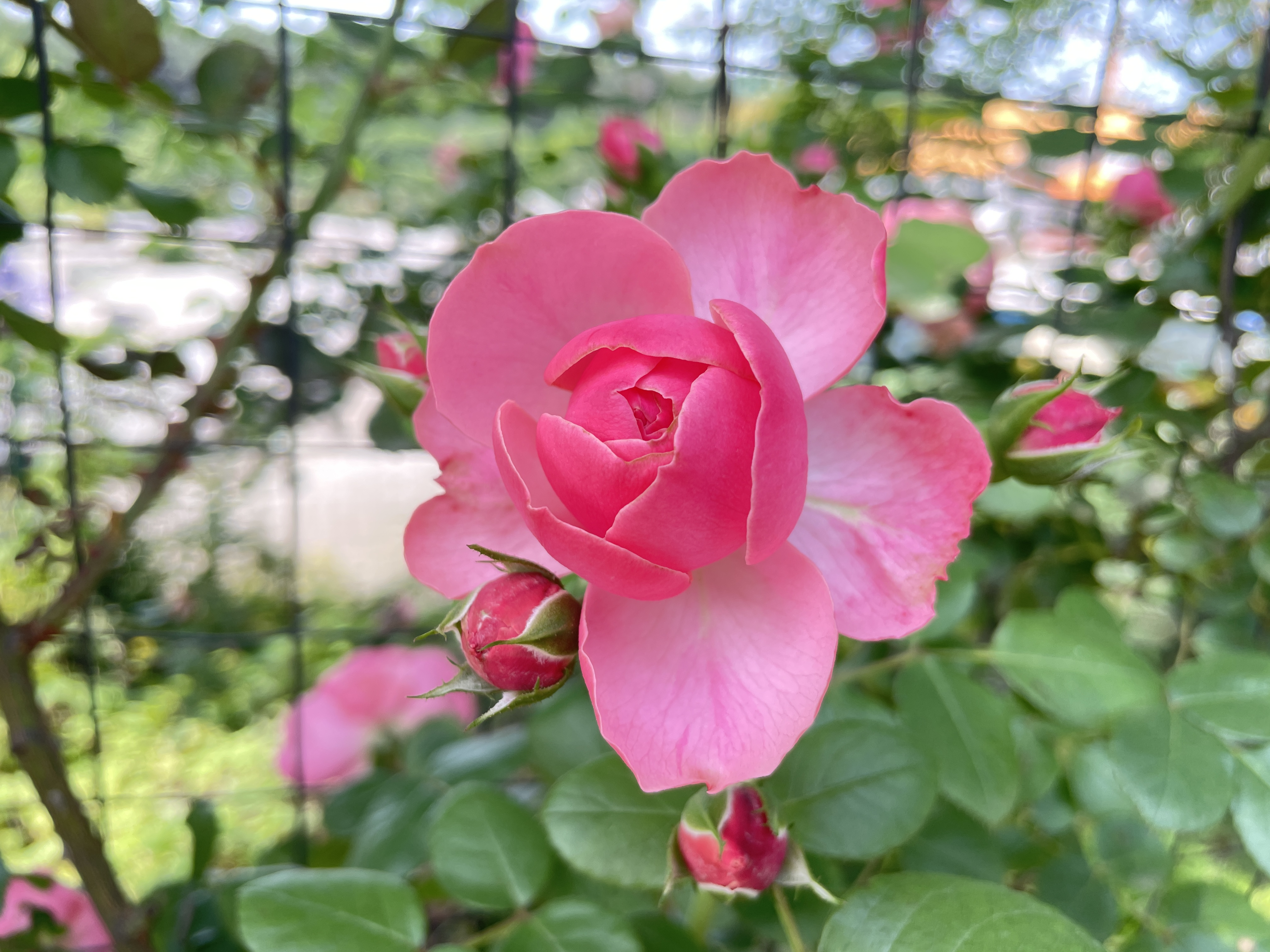 2031683157688_.pic_hd