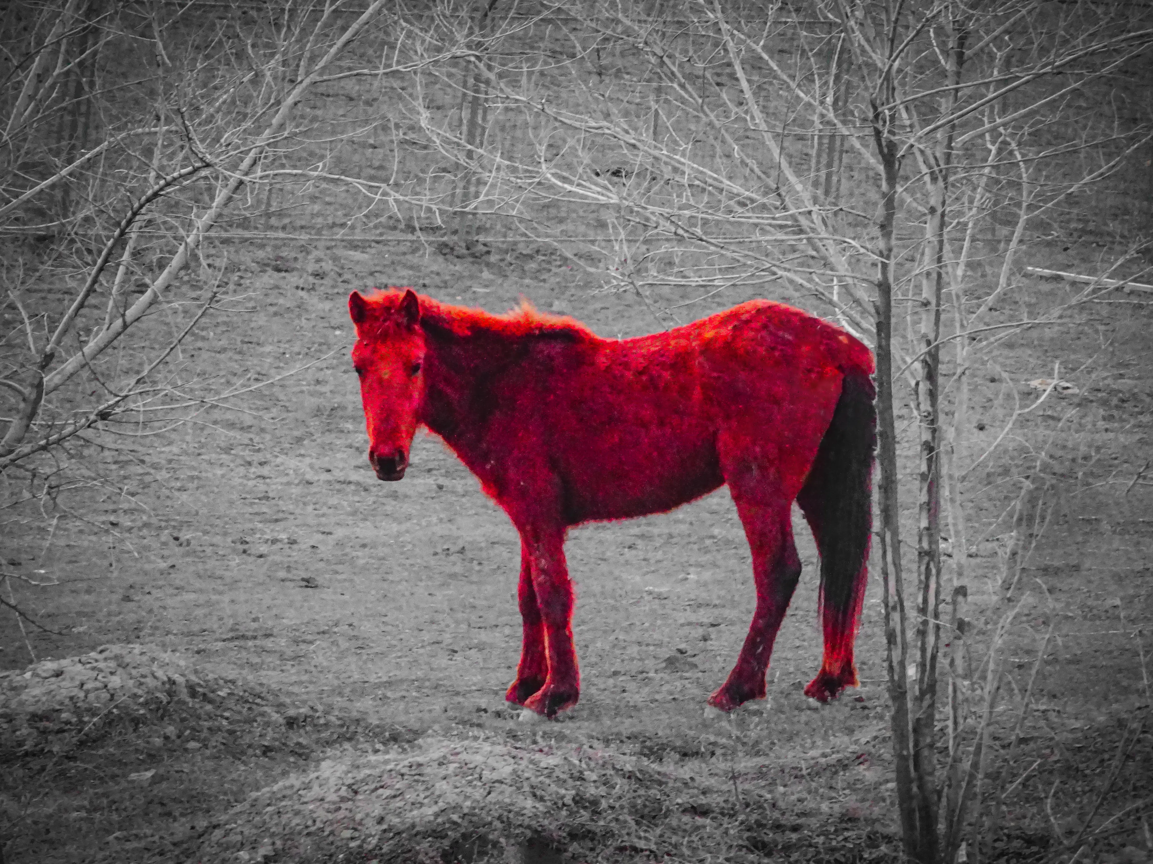 Red Horse_fixed